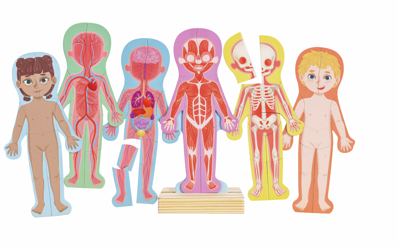 Rompecabezas magnético del cuerpo humano Rompecabezas magnético del cuerpo humano